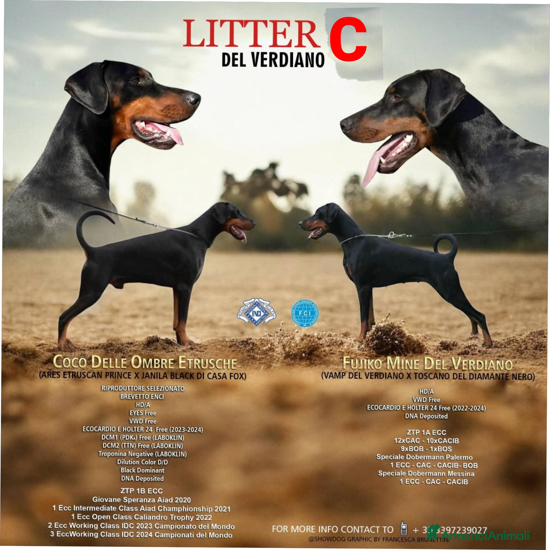 Dobermann cani Cuccioli dobermann  - Annuncio 2