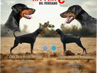 Dobermann cani Cuccioli dobermann - Annuncio 2