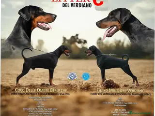 Dobermann cani Cuccioli dobermann - Annuncio 3