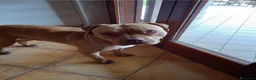 Pitbull cani in regalo: Yoseph a Provincia di Caserta - Annuncio 1
