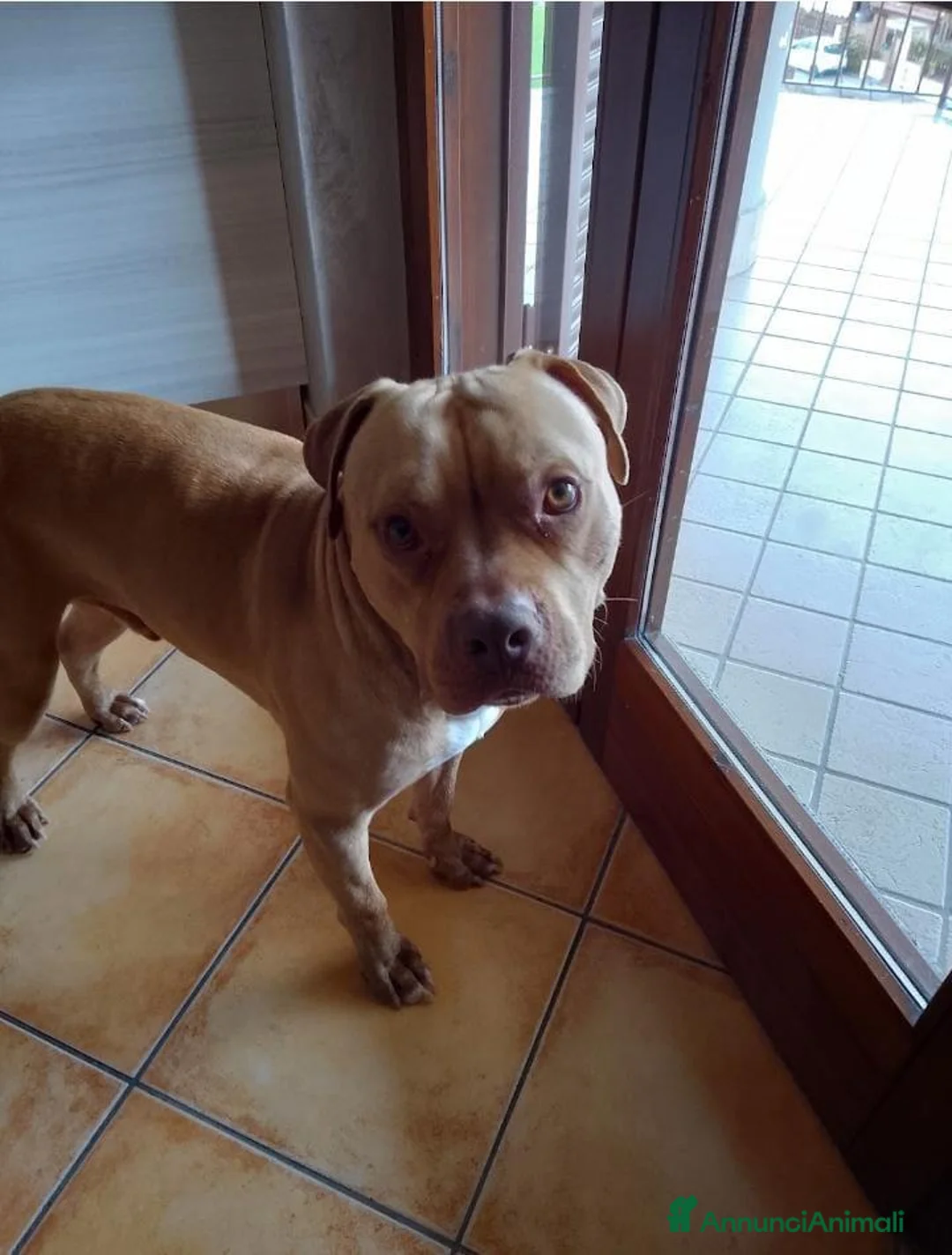 Pitbull cani in regalo: Yoseph a Provincia di Caserta - Annuncio 1