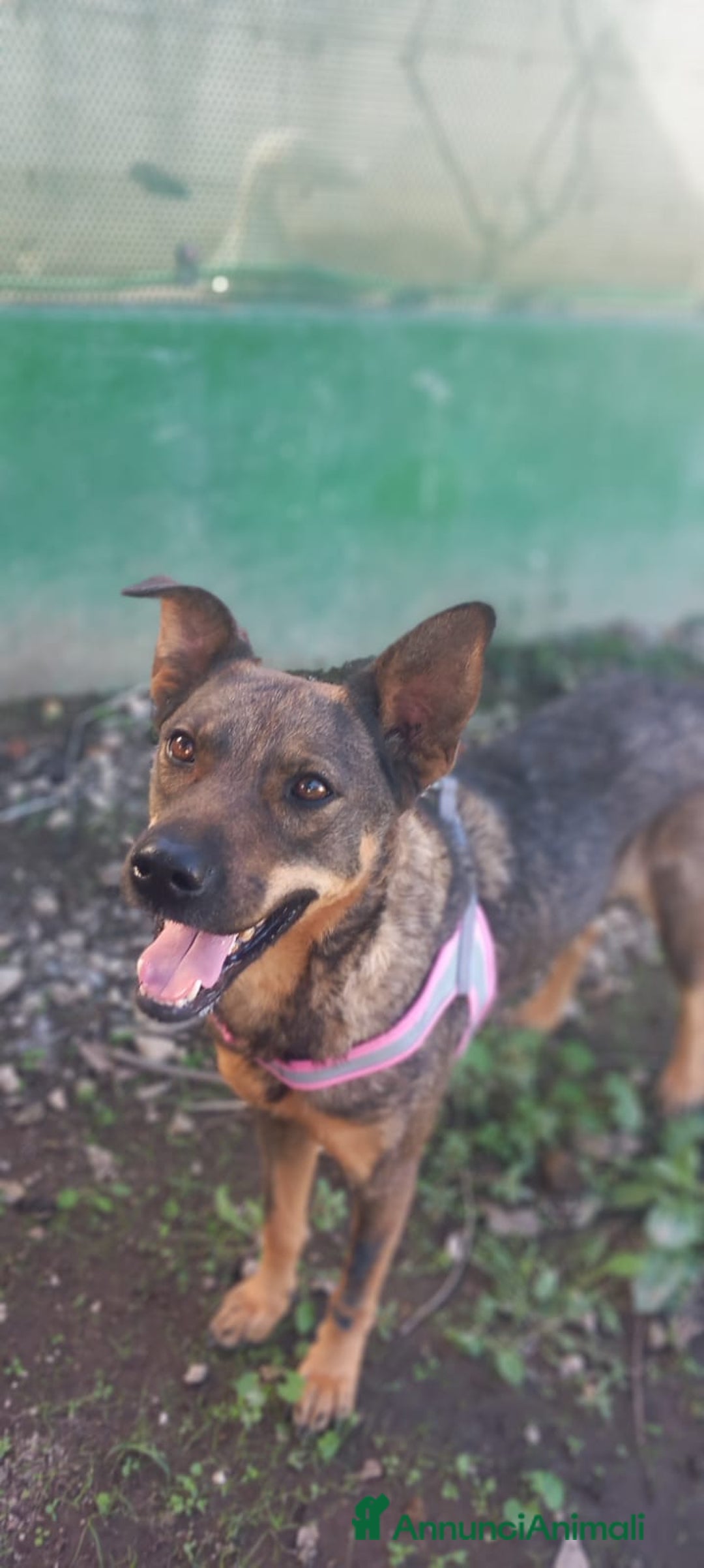 Meticcio cani in regalo: Elisa, simil pastorina!  - Annuncio 3