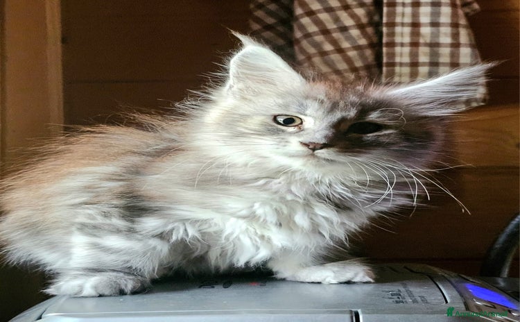 Maine Coon gatti - Annuncio 4