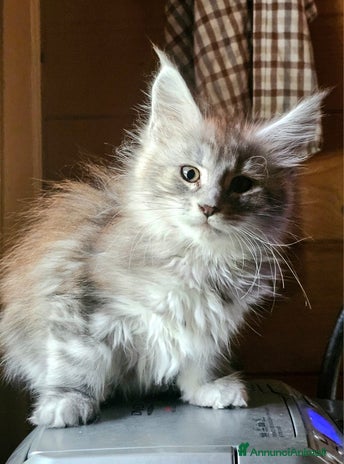 Maine Coon gatti - Annuncio 4