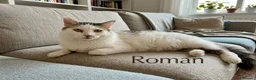 Europeo gatti in regalo: Roman bellissimo micio a pelo lungo - Annuncio 2