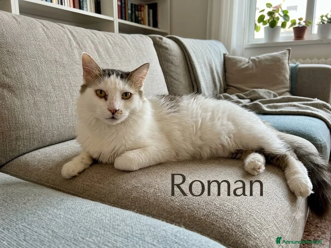 Europeo gatti in regalo: Roman bellissimo micio a pelo lungo - Annuncio 2
