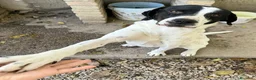Meticcio cani in regalo: Micky 2 anni taglia media - Annuncio 5