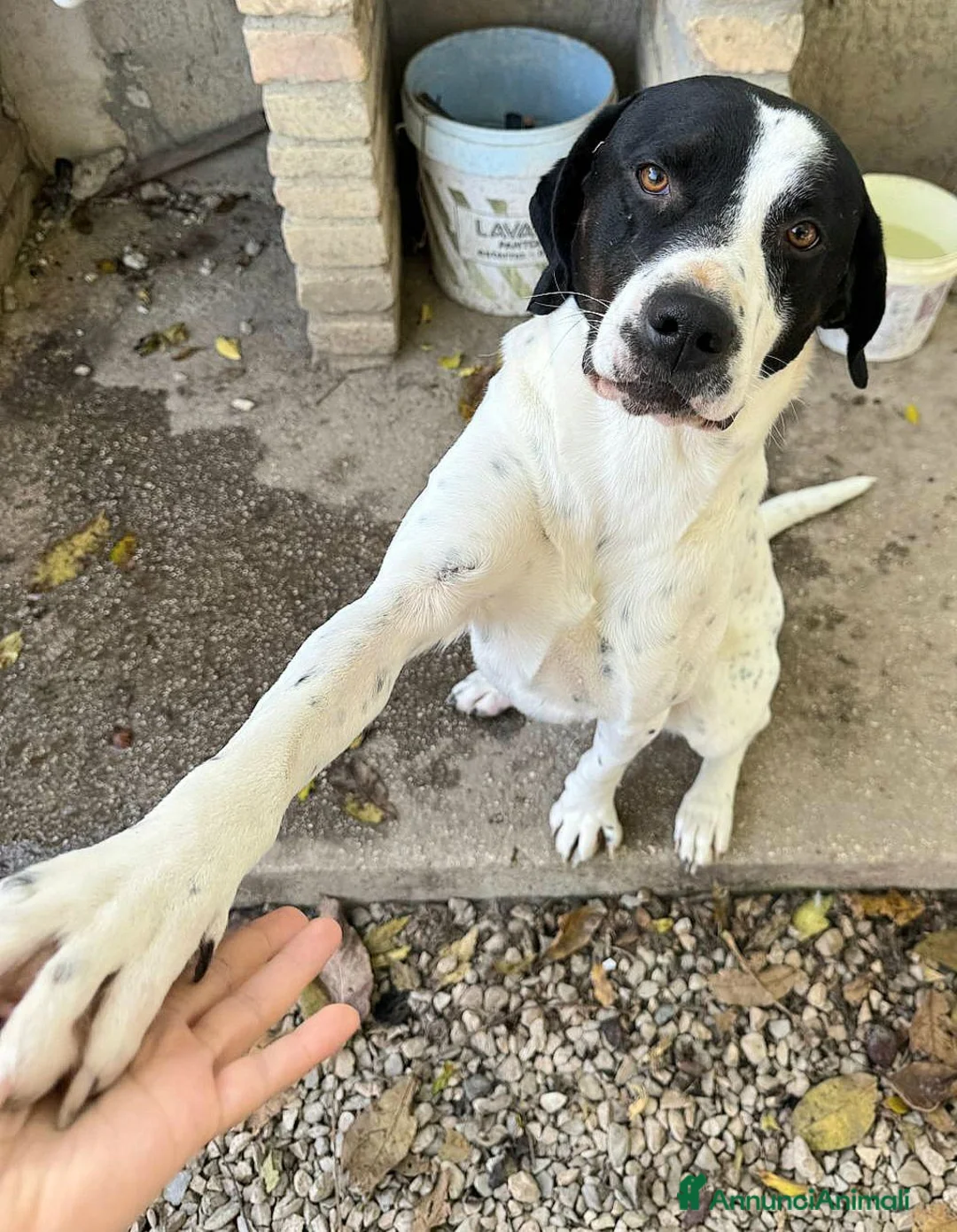 Meticcio cani in regalo: Micky 2 anni taglia media - Annuncio 5
