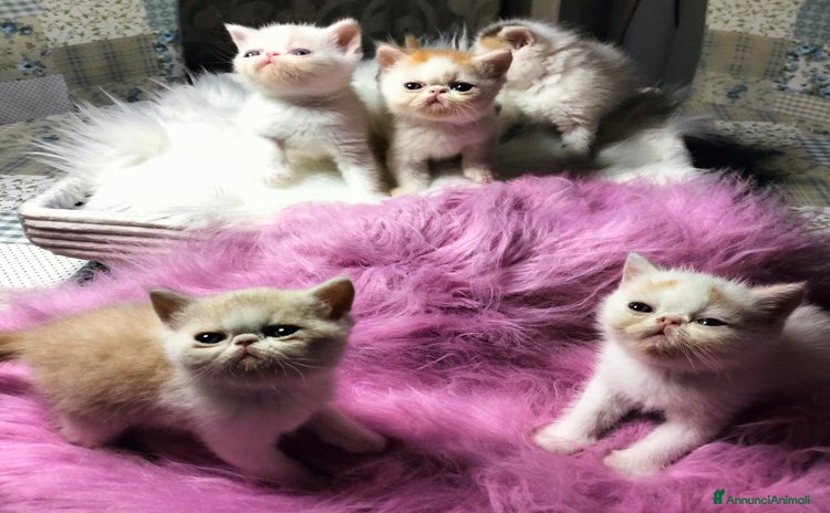 Exotic Shorthair gatti a Città metropolitana di Catania - Annuncio 15
