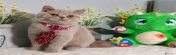 British gatti in vendita: British Shorthair Kuma  - Annuncio 5