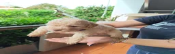 Lagotto cani in vendita: Cuccioli di Lagotto Romagnolo a Città metropolitana di Roma Capitale - Annuncio 6