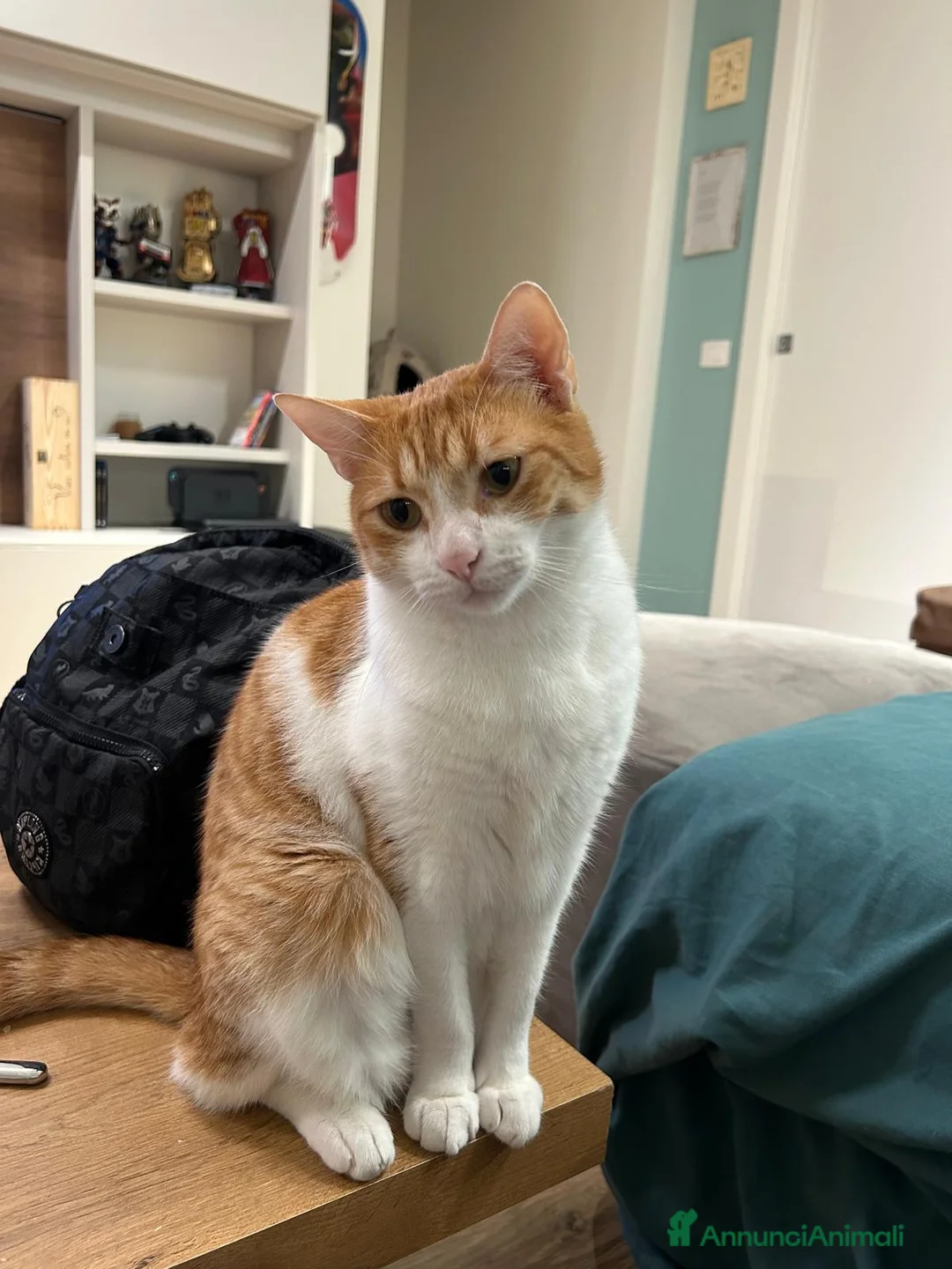 Europeo gatti in regalo: JAMIE e EMY , adorabili gatti da adottare! - Annuncio 6