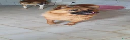 Chow Chow cani in regalo: Grazia, Chow Chow Mix in canile - Annuncio 7