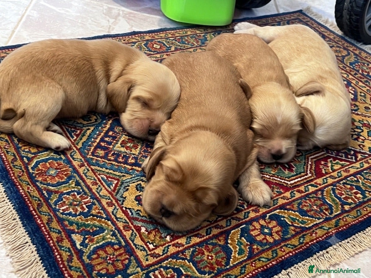 Cocker cani Cocker cuccioli  - Annuncio 6