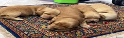 Cocker cani in vendita: Cocker cuccioli  - Annuncio 1