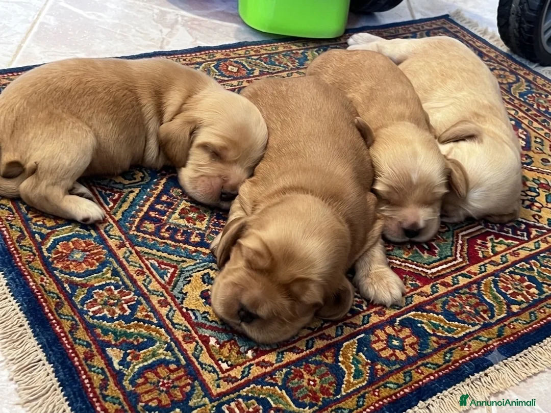 Cocker cani in vendita: Cocker cuccioli  - Annuncio 1