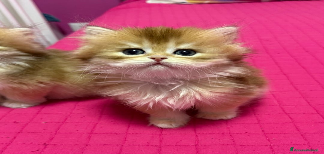 Immagine della galleria {{count}}