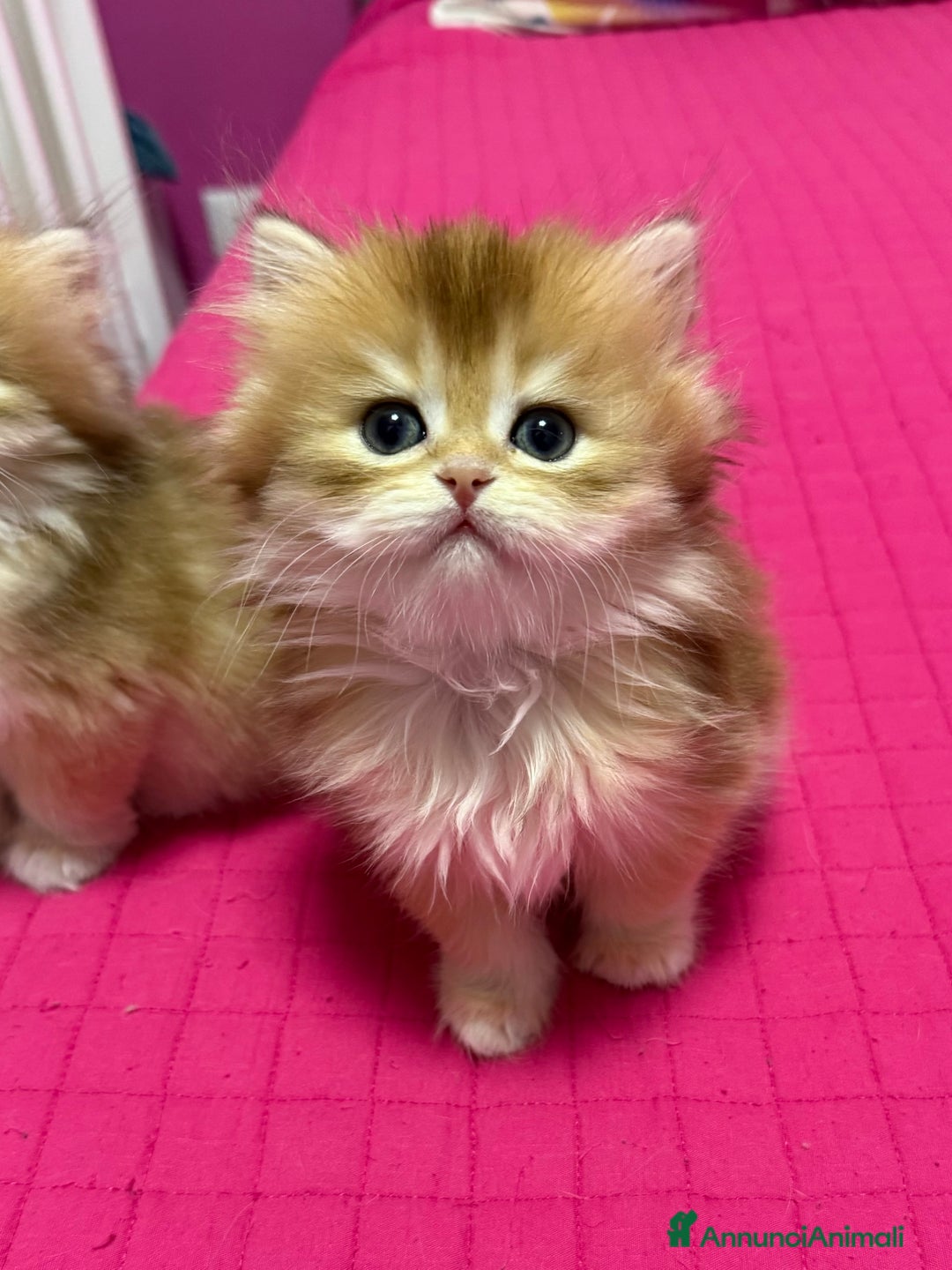 Immagine della galleria {{count}}