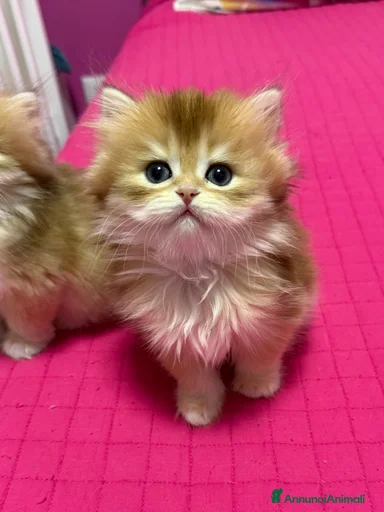 Immagine della galleria {{count}}