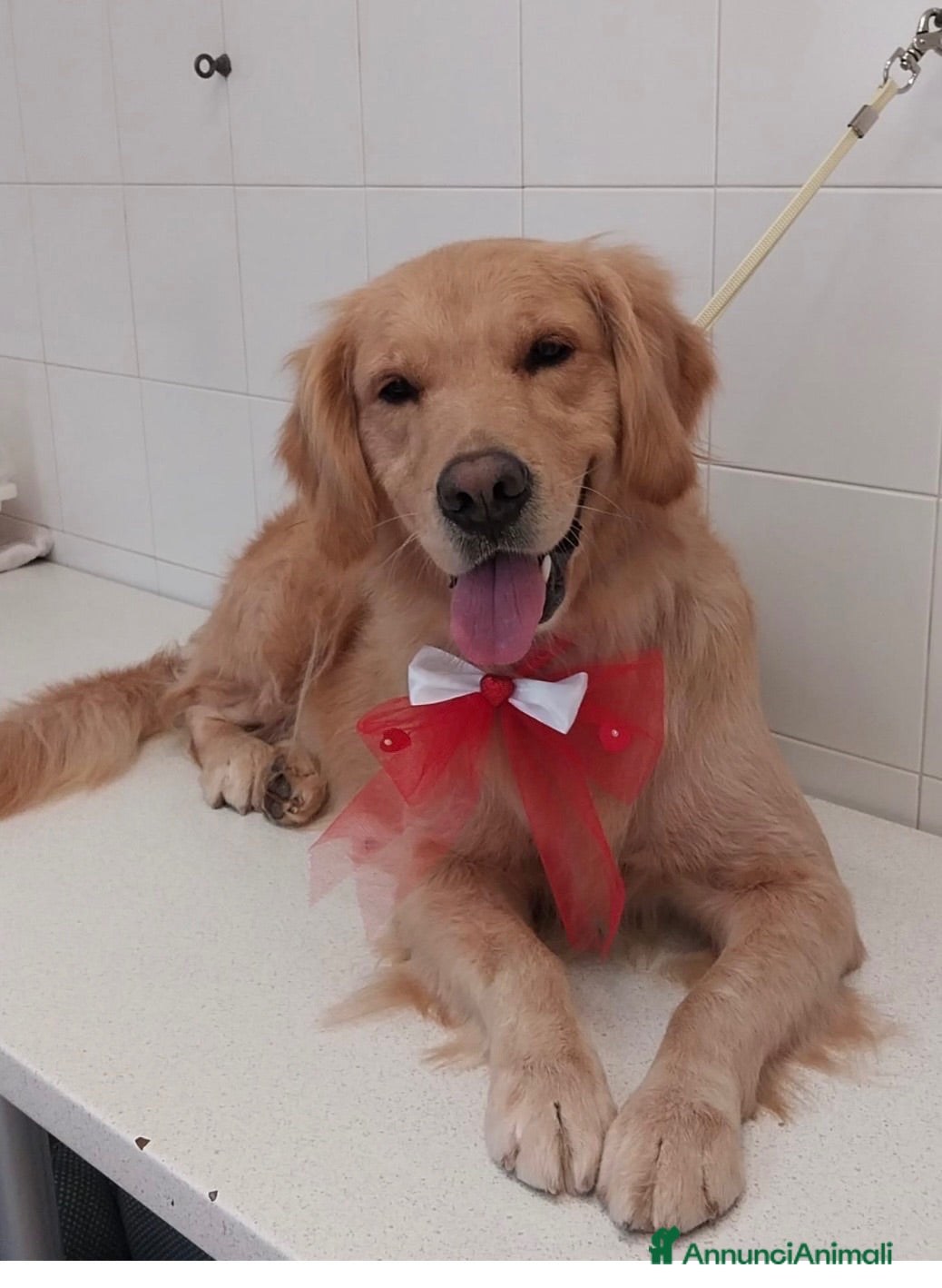 Golden Retriever cani Golden Retriever  - Annuncio 1