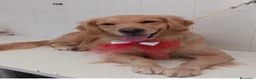 Golden Retriever cani in vendita: Golden Retriever  - Annuncio 1