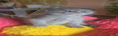 Scottish femminuccia 3
