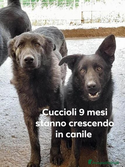 Meticcio cani ZARA e IGOR buoni e socievoli!Giovani in canile!  - Annuncio 7