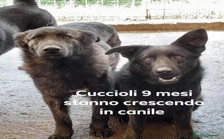 Meticcio cani - Annuncio 3