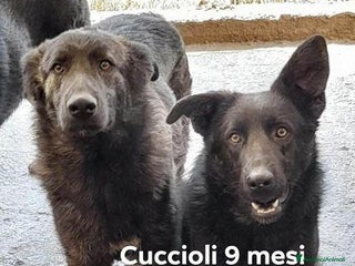 Meticcio cani ZARA e IGOR buoni e socievoli!Giovani in canile! - Annuncio 31