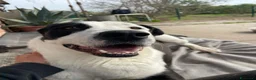 Meticcio cani in regalo: Tequila: taglia grande, cerca adozione o stallo  - Annuncio 2