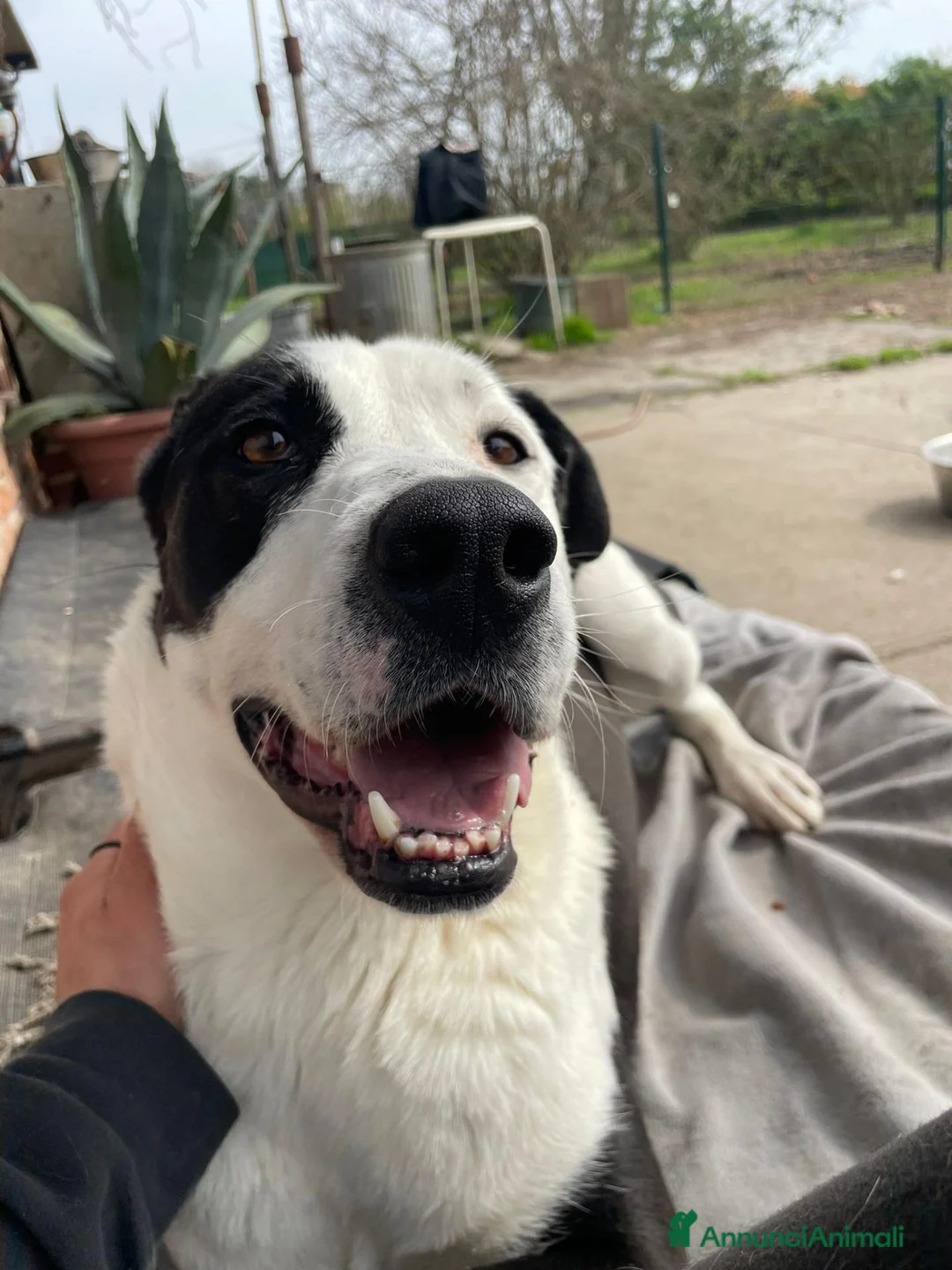 Meticcio cani in regalo: Tequila: taglia grande, cerca adozione o stallo  - Annuncio 2