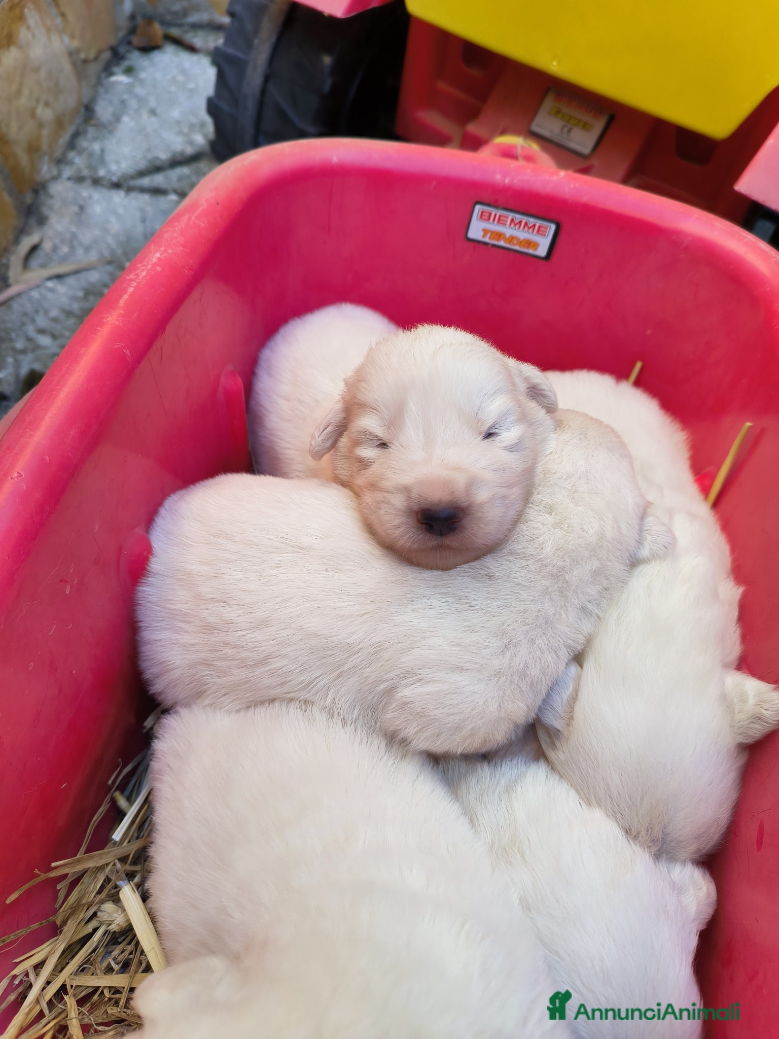 Pastore Abbruzzese Maremmano cani in vendita: Cucciolo di pastore maremmano abruzzese  a Città Metropolitana di Bari - Annuncio 5