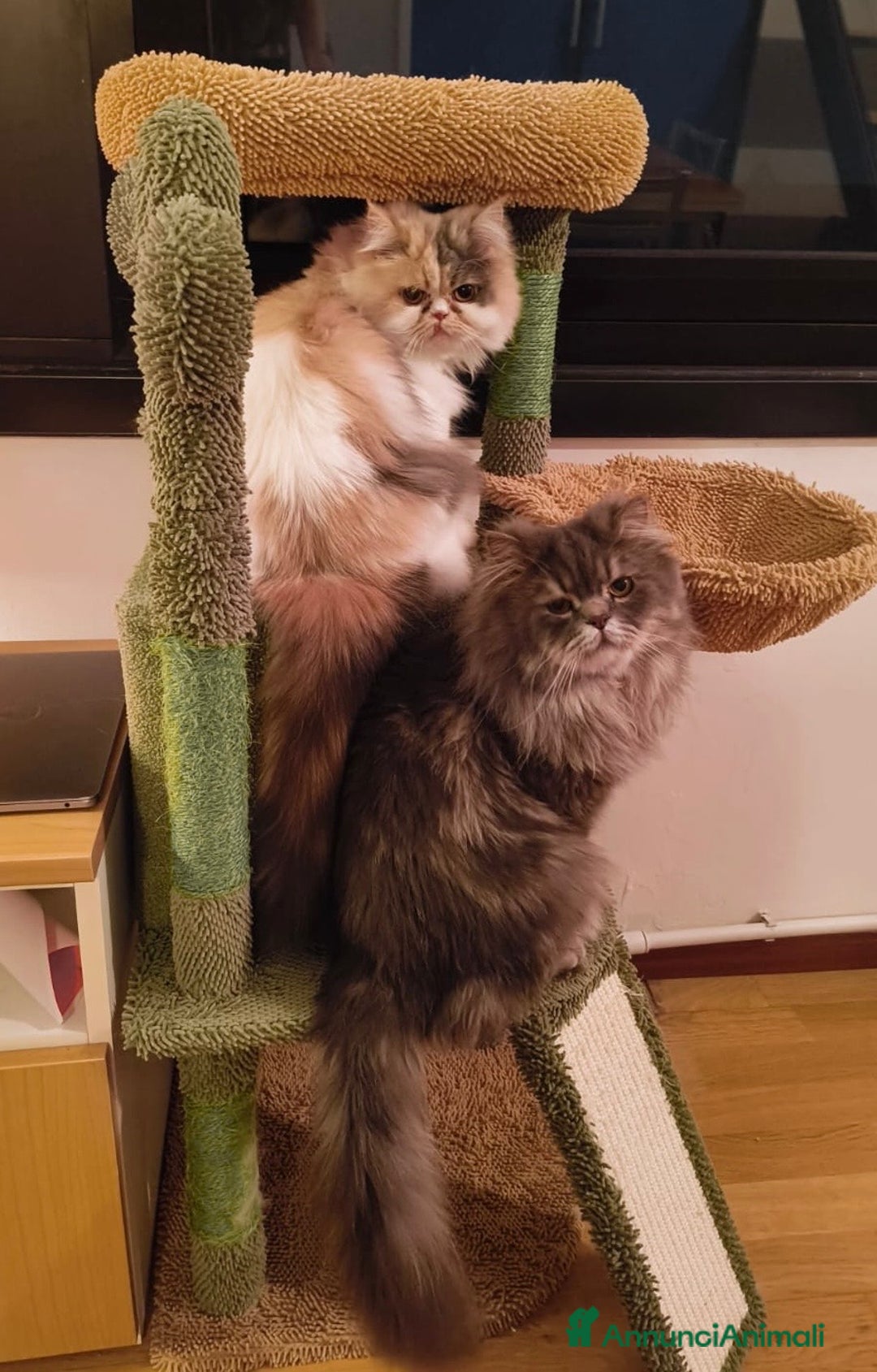 Persiano gatti in vendita: CUCCIOLI GATTINI PERSIANI tremestieri etneo CT - Immagine 10