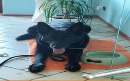 Pastore Tedesco cani in regalo: DIAGO CERCA CASA a Provincia di Lecco - Immagine 4