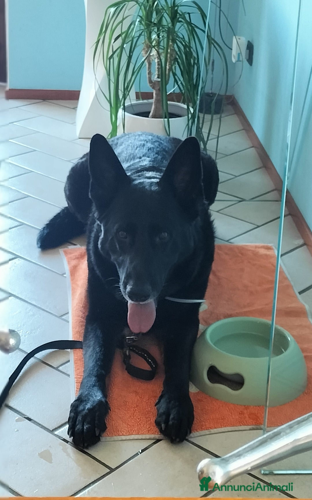 Pastore Tedesco cani in regalo: DIAGO CERCA CASA a Provincia di Lecco - Immagine 4