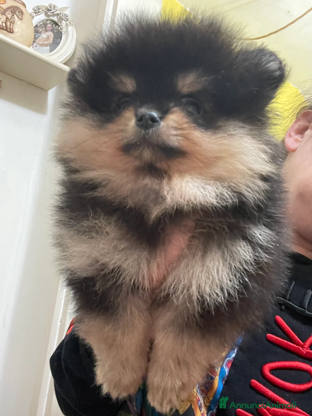 Volpino Pomerania cani in vendita: Volpino di Pomerania - Annuncio 2
