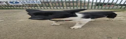 Meticcio cani in regalo: LUPETT - Annuncio 4