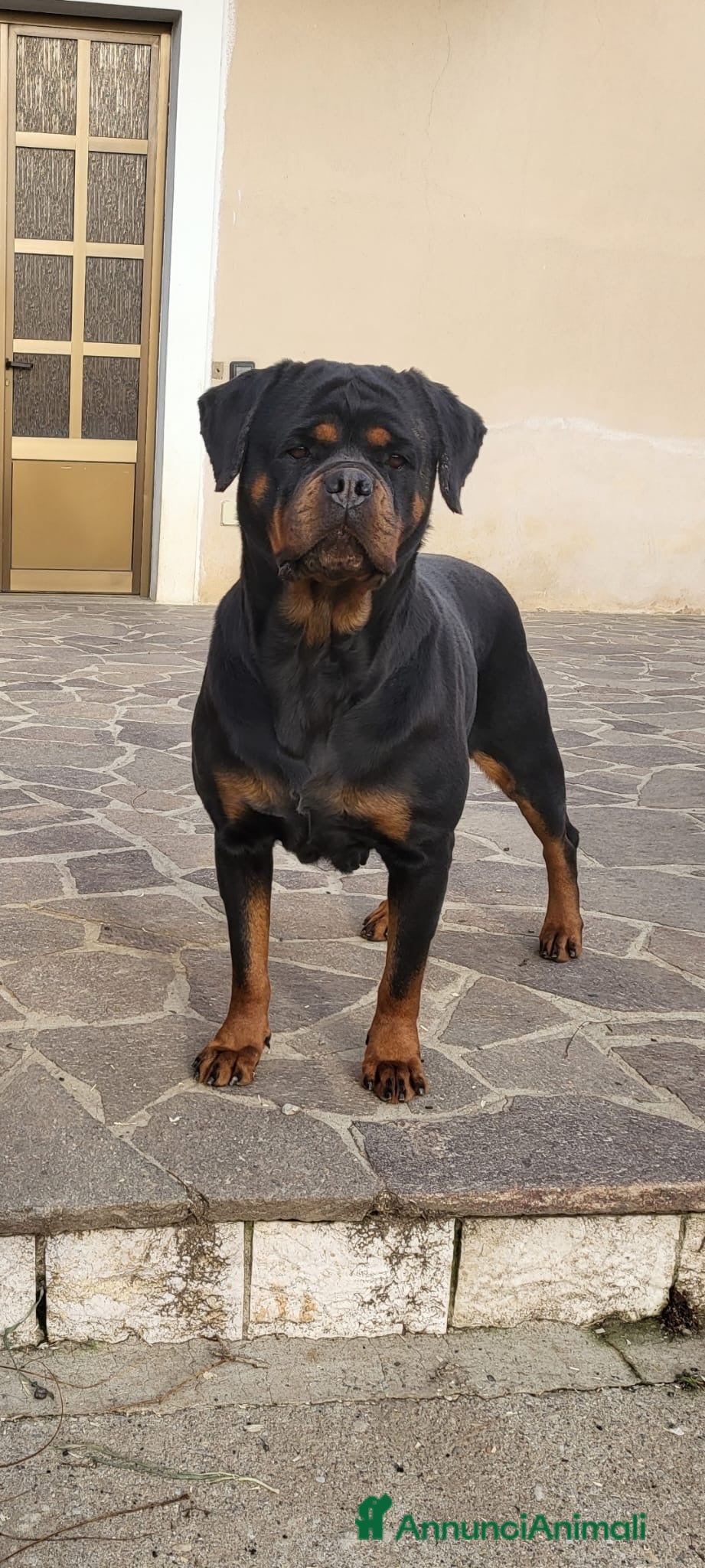 Rottweiler cani Cuccioli rottweiler con pedigree  - Annuncio 1