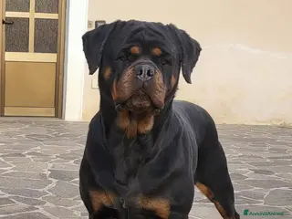 Rottweiler cani Cuccioli rottweiler con pedigree - Annuncio 1