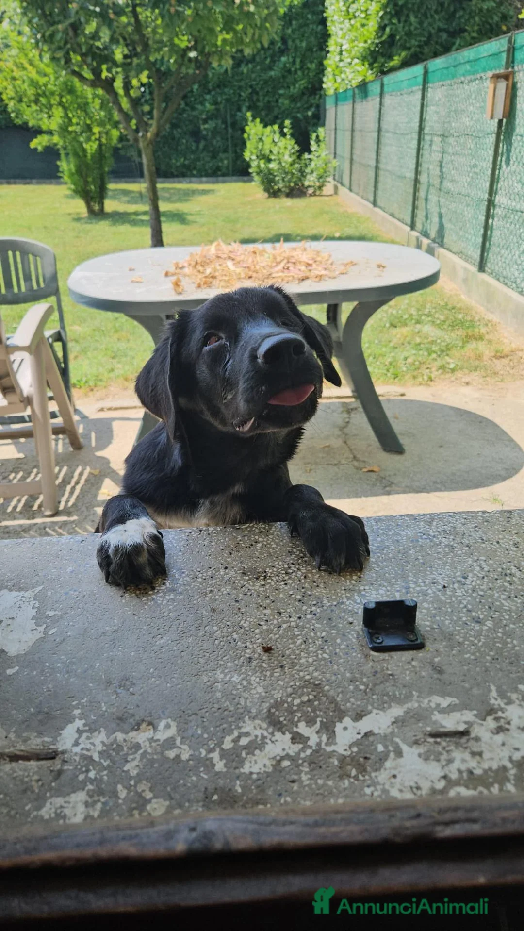 Meticcio cani in regalo: oliver  - Annuncio 3