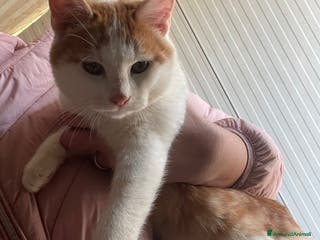 Meticcio gatti POOH ASPETTA TE - Annuncio 21