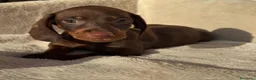 Bassotto cani in vendita: Bassotti cuccioli  - Annuncio 3