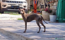 Levriero cani in vendita: Piccolo levriero italiano  a Provincia di Prato - Immagine 13