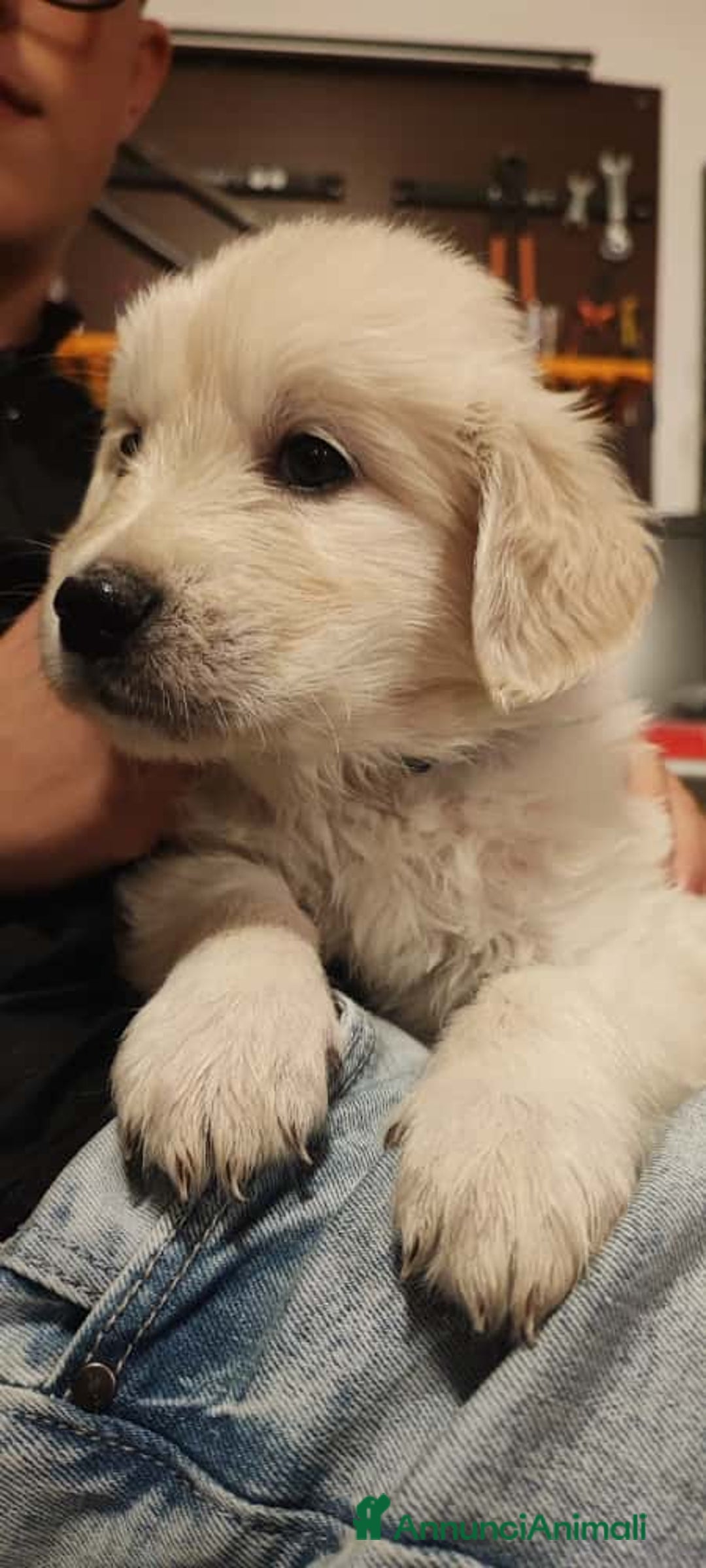 Golden Retriever cani in vendita: Cucciole di Golden Retriever - Annuncio 31