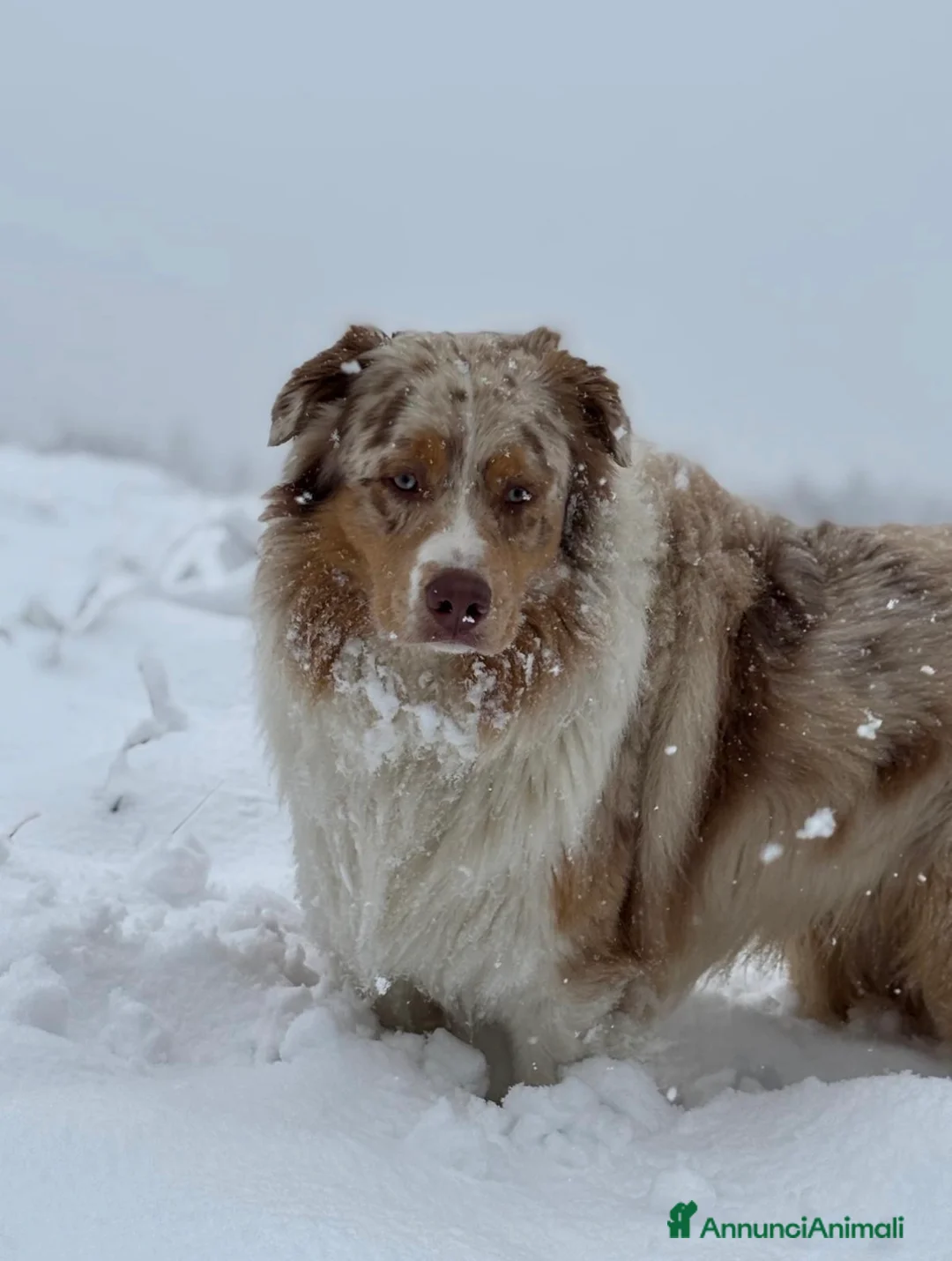 Australian Shepherd cani in vendita: Cuccioli Australian Shepherd - Annuncio 12