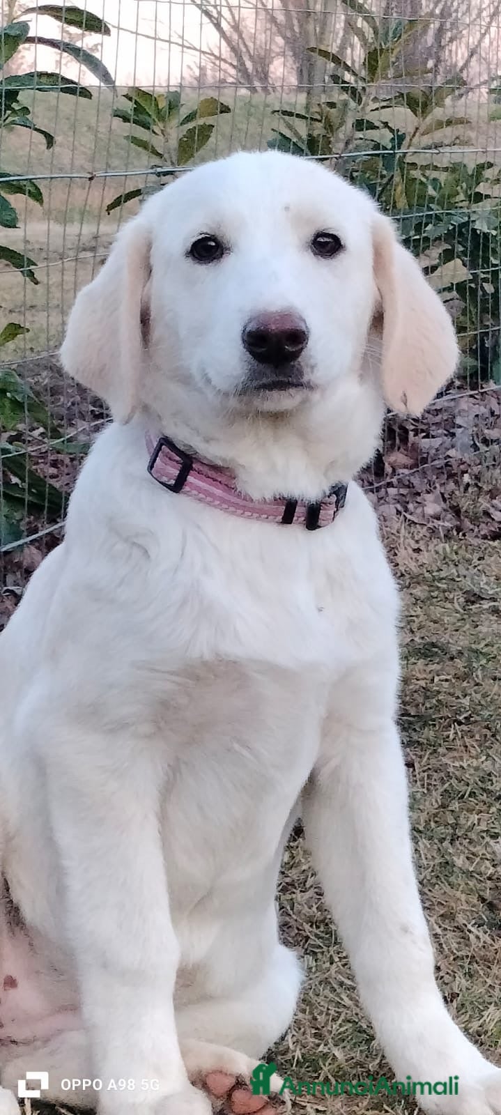Meticcio cani Danny e Sandy 4 mesi e mezzo tg medio abbondante  - Annuncio 2