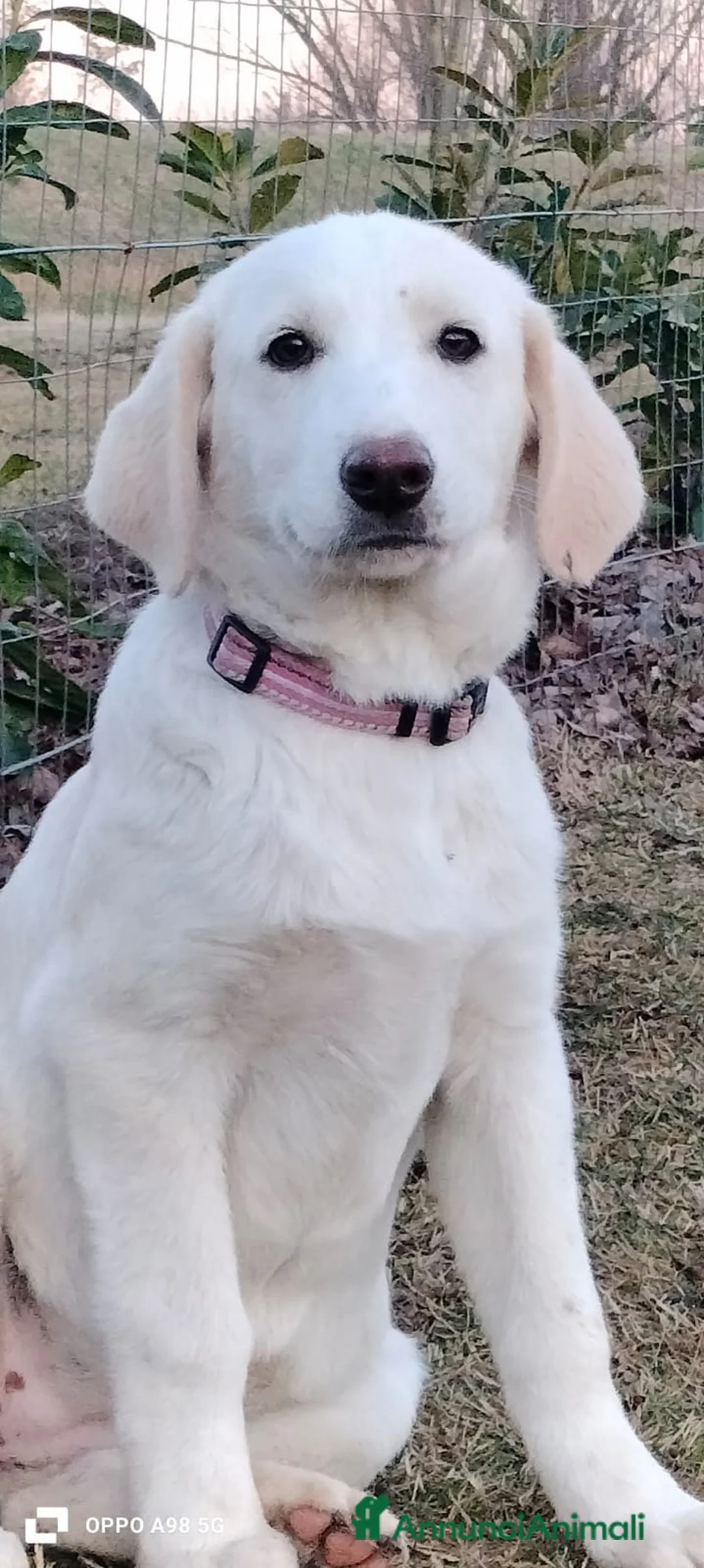 Meticcio cani in regalo: Danny e Sandy 4 mesi e mezzo tg medio abbondante  - Annuncio 2