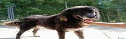 Meticcio cani in regalo: LUPO dolcissimo pastore! - Annuncio 2
