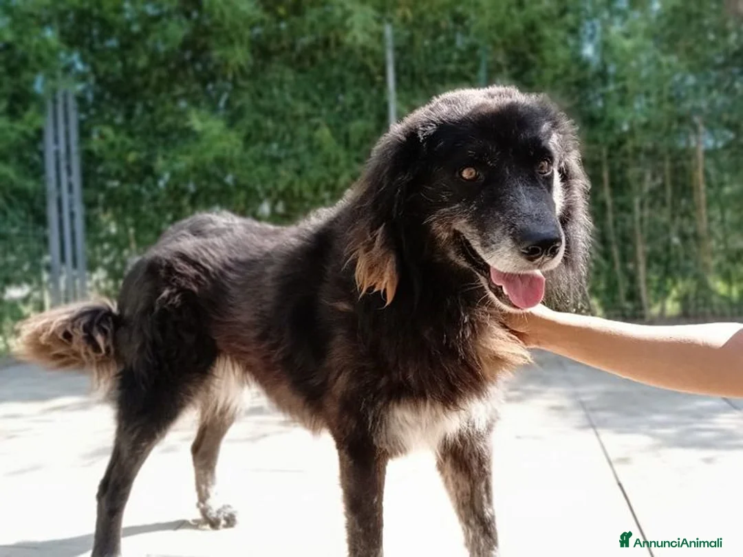 Meticcio cani in regalo: LUPO dolcissimo pastore! - Annuncio 2
