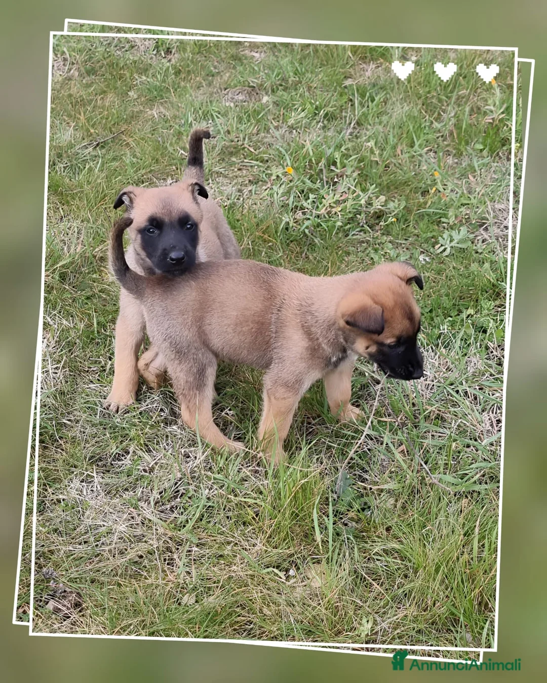 Pastore Belga cani in vendita: Cuccioli Pastore Belga Malinois Cosenza Calabria - Annuncio 2